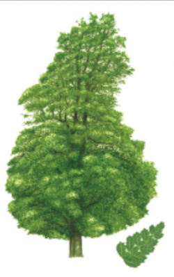 Weinmannia trichosperma Thumbnail