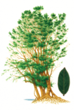 Luma apiculata Thumbnail