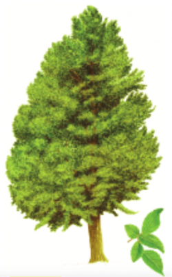 Nothofagus alpina Thumbnail