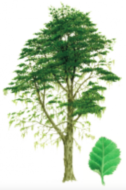 Nothofagus Antarctica Thumbnail