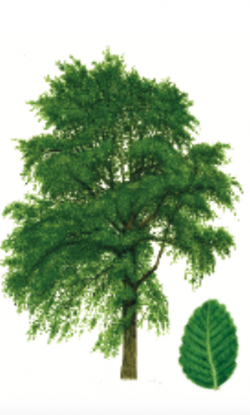 Nothofagus obliqua Thumbnail