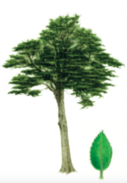 Nothofagus dombeyi Thumbnail